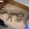 yakupkoksal # sex